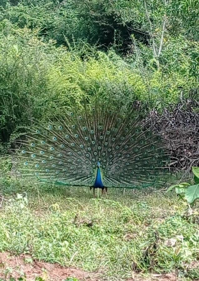Forest View Home Stay Anuradhapura Luaran gambar